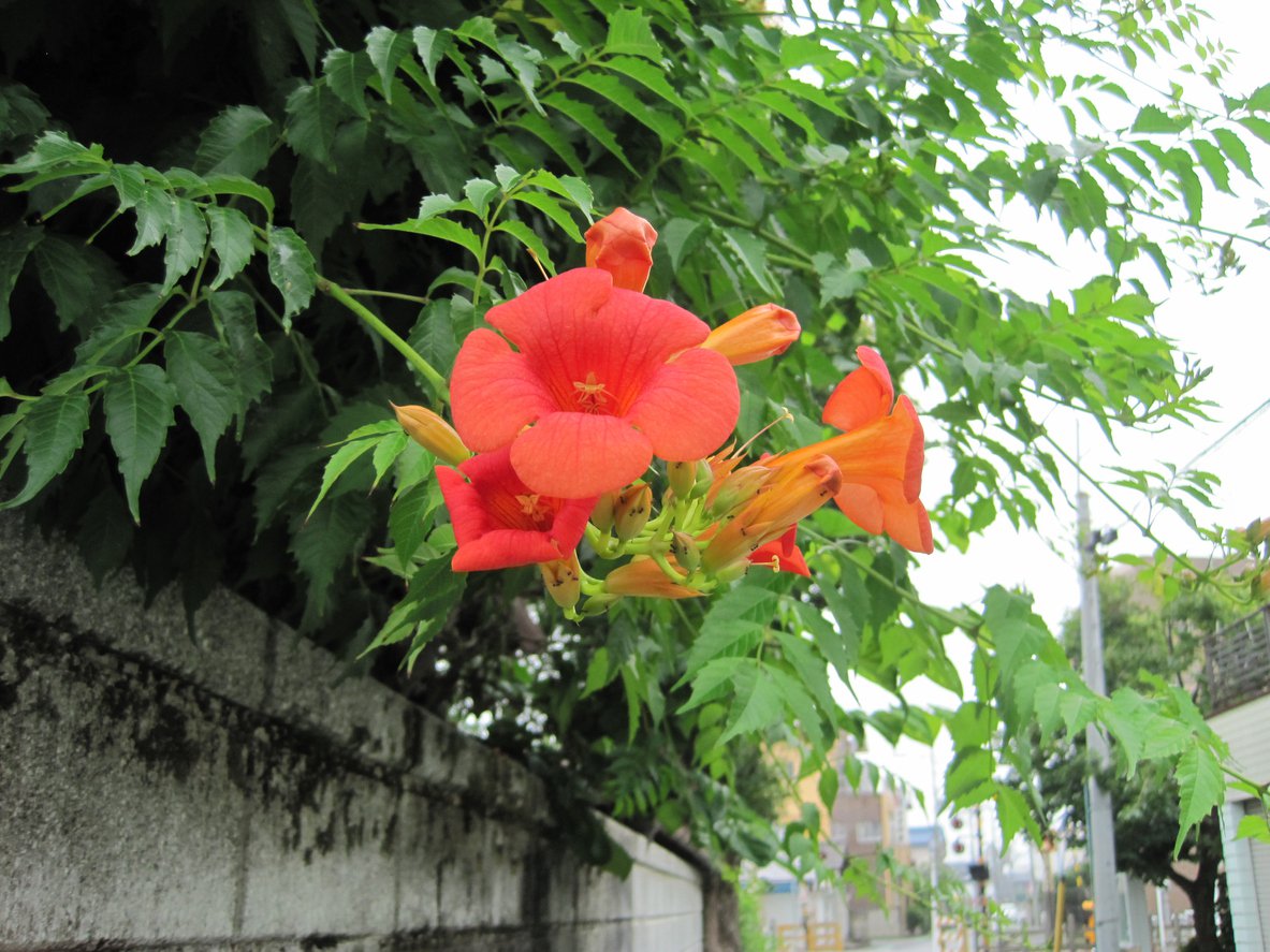 Milin Amerykański GABOR - 4