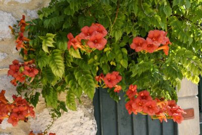 Milin Amerykański GABOR