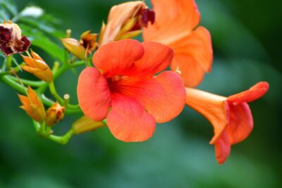 Milin pośredni INDIAN SUMMER