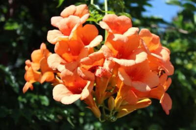 Milin pośredni SUMMER JAZZ FIRE