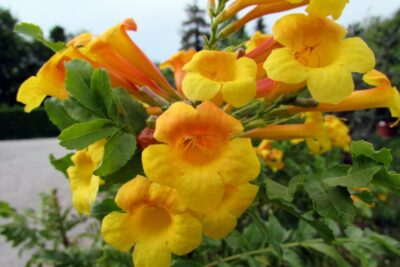 Milin pośredni SUNRISE GOLD