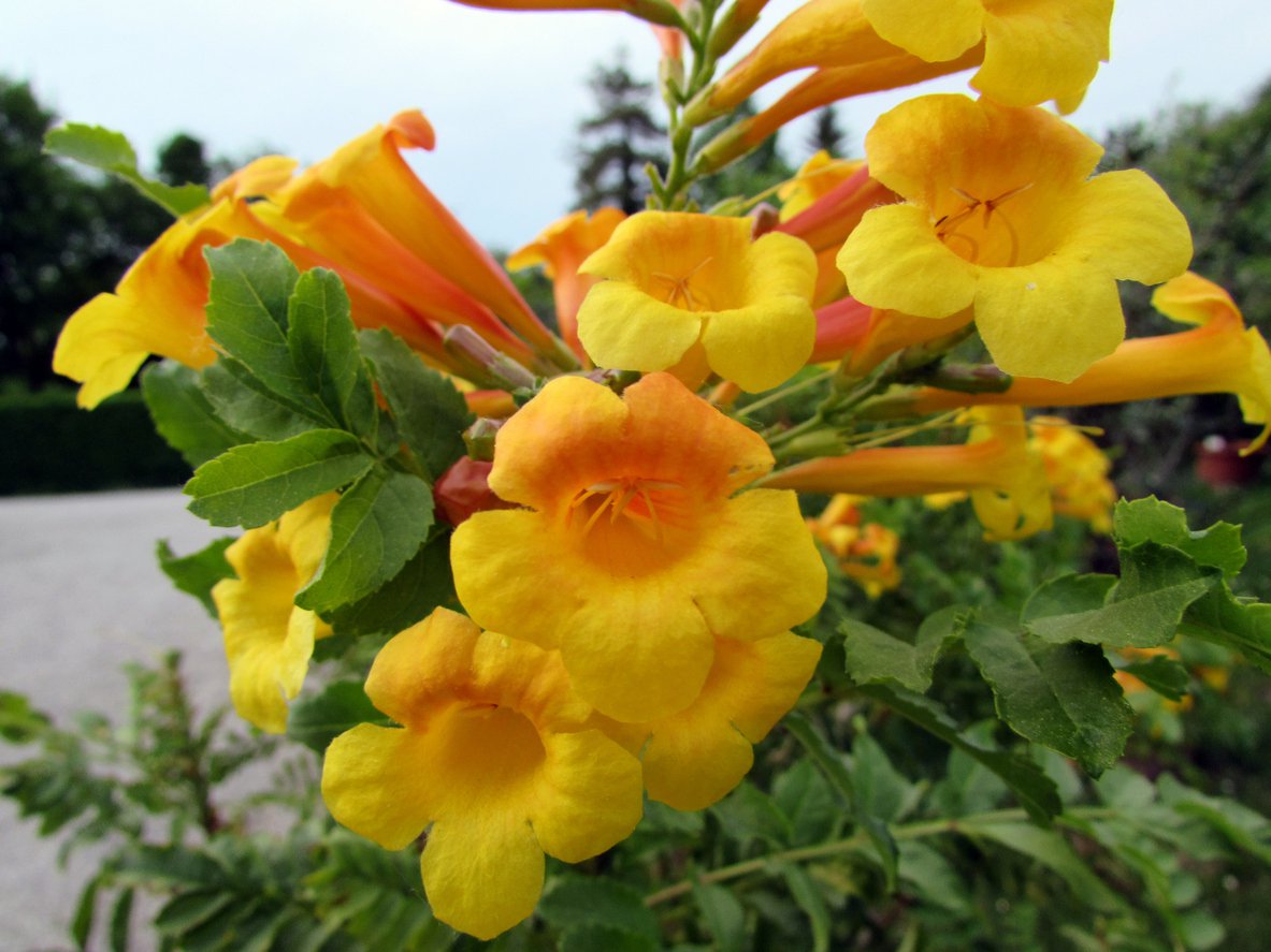 Milin pośredni SUNRISE GOLD