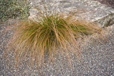 Turzyca ceglasta PRAIRE FIRE