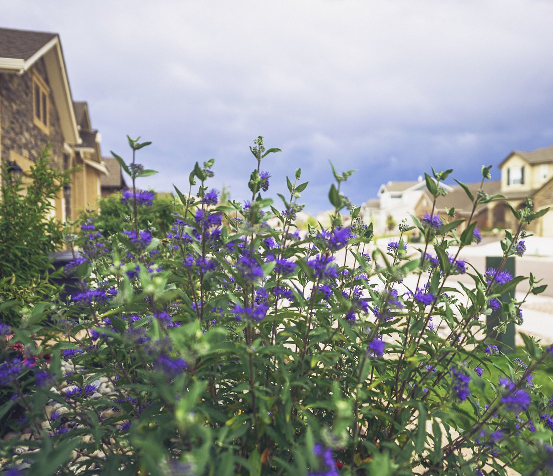 Barbula klandońska KEW BLUE - 2