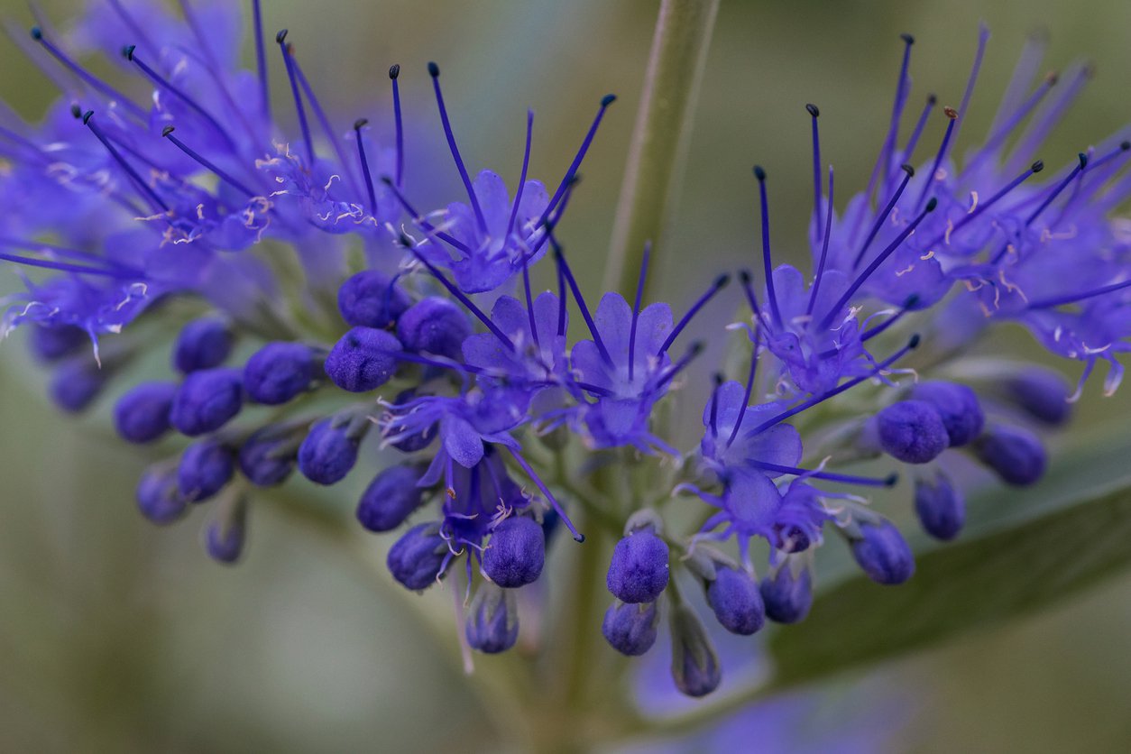 Barbula klandońska KEW BLUE