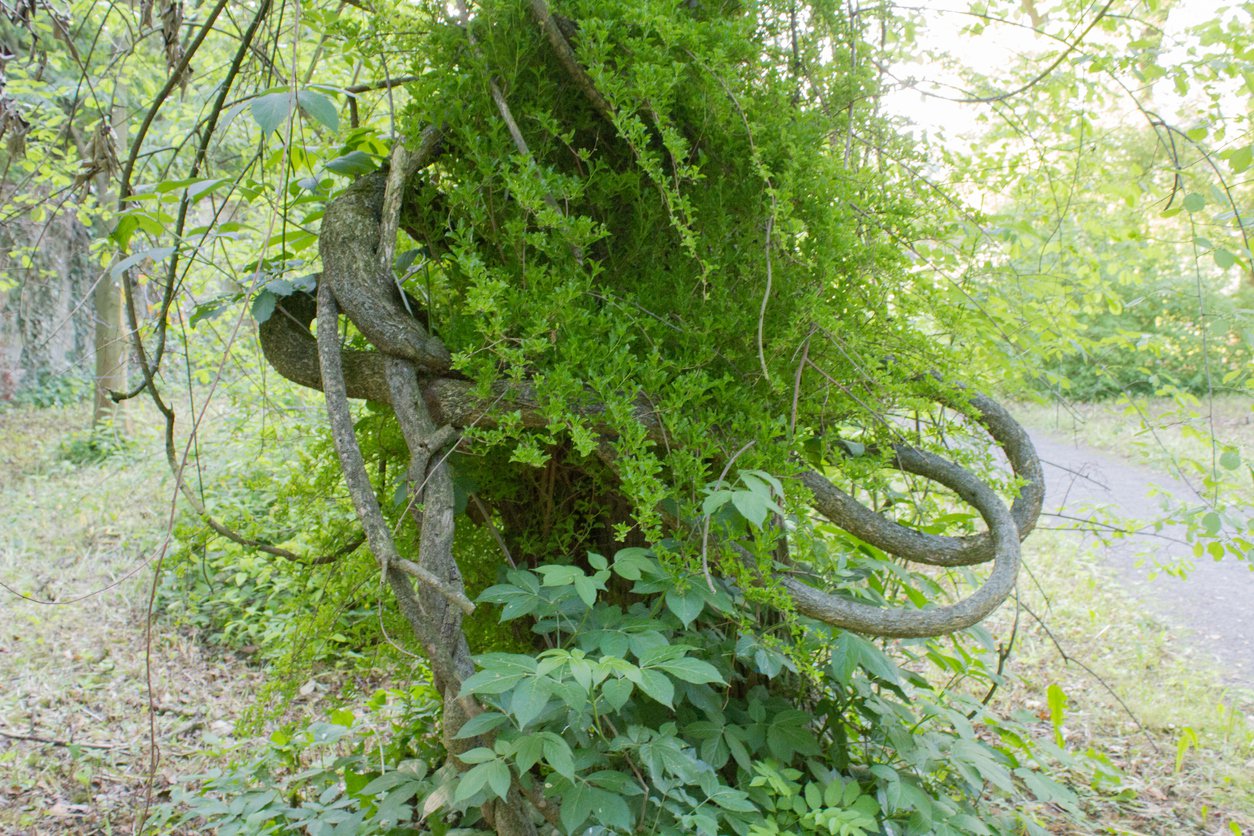 Dławisz okrągłolistny HERCULES - 2