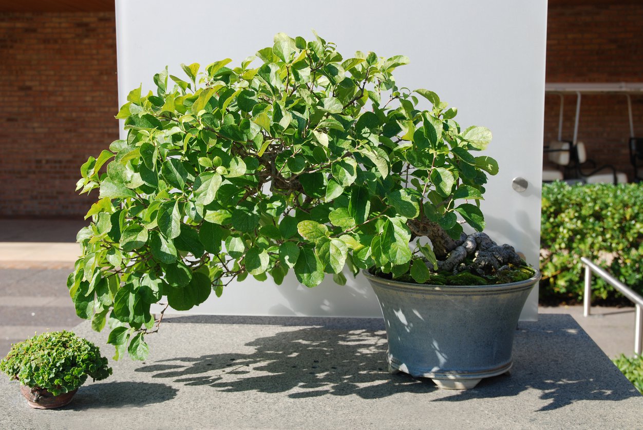 Dławisz okrągłolistny HERCULES - 3