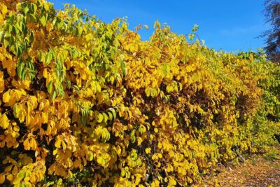 Dławisz okrągłolistny HERCULES