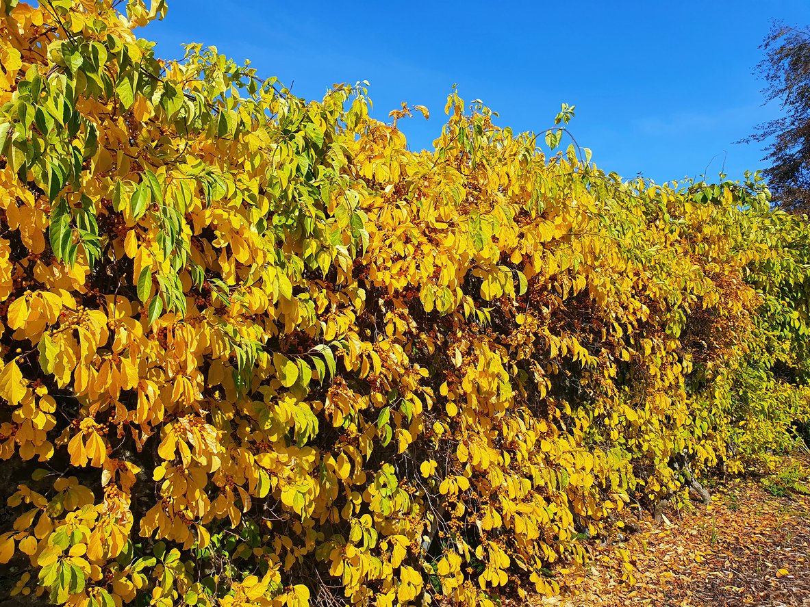 Dławisz okrągłolistny HERCULES