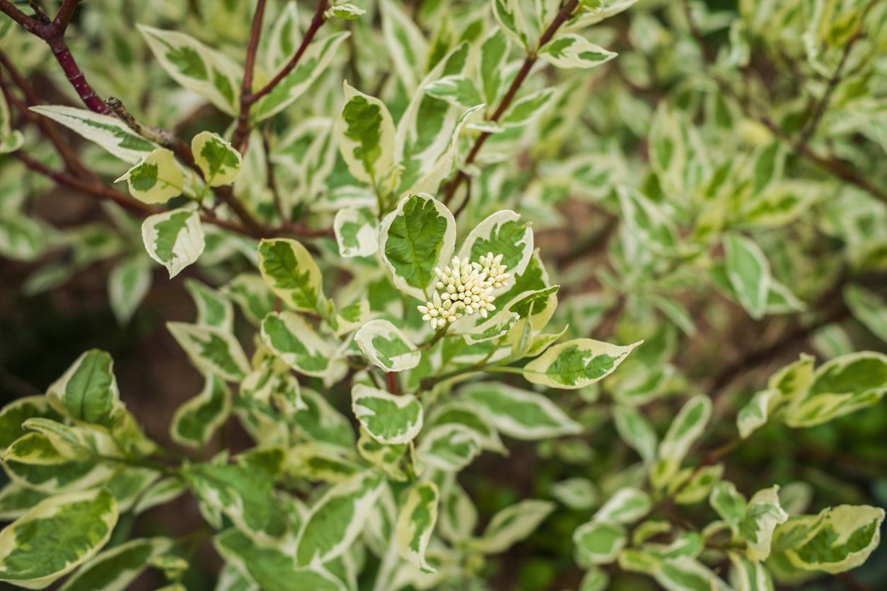 Dereń biały ELEGANTISSIMA - 2