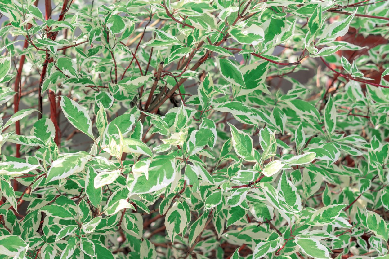 Dereń biały ELEGANTISSIMA - 3