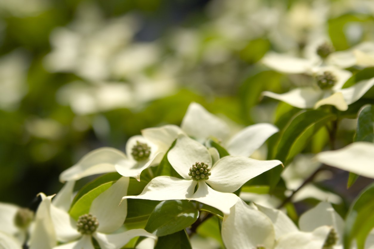 Dereń kousa NORMAN HADDEN szczepiony - 2