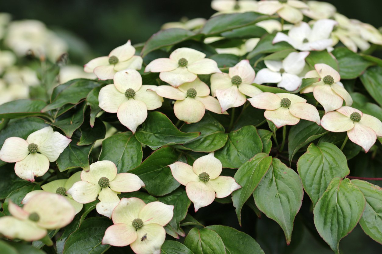 Dereń kousa NORMAN HADDEN szczepiony - 4