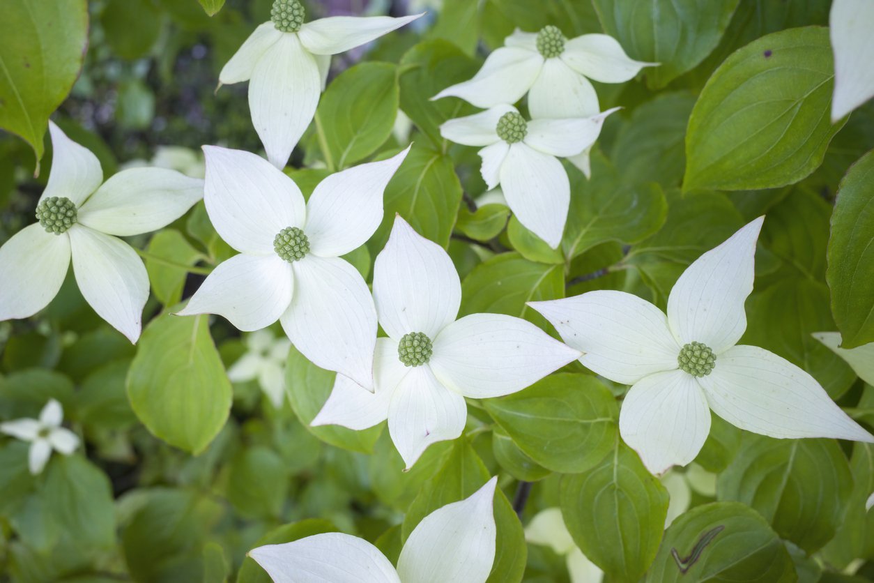 Dereń kousa ROBERTS SELECT - 4