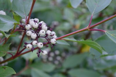 Dereń rozłogowy BUDD'S YELLOW