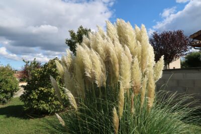 TRAWA PAMPASOWA SUNNINGDALE SILVER