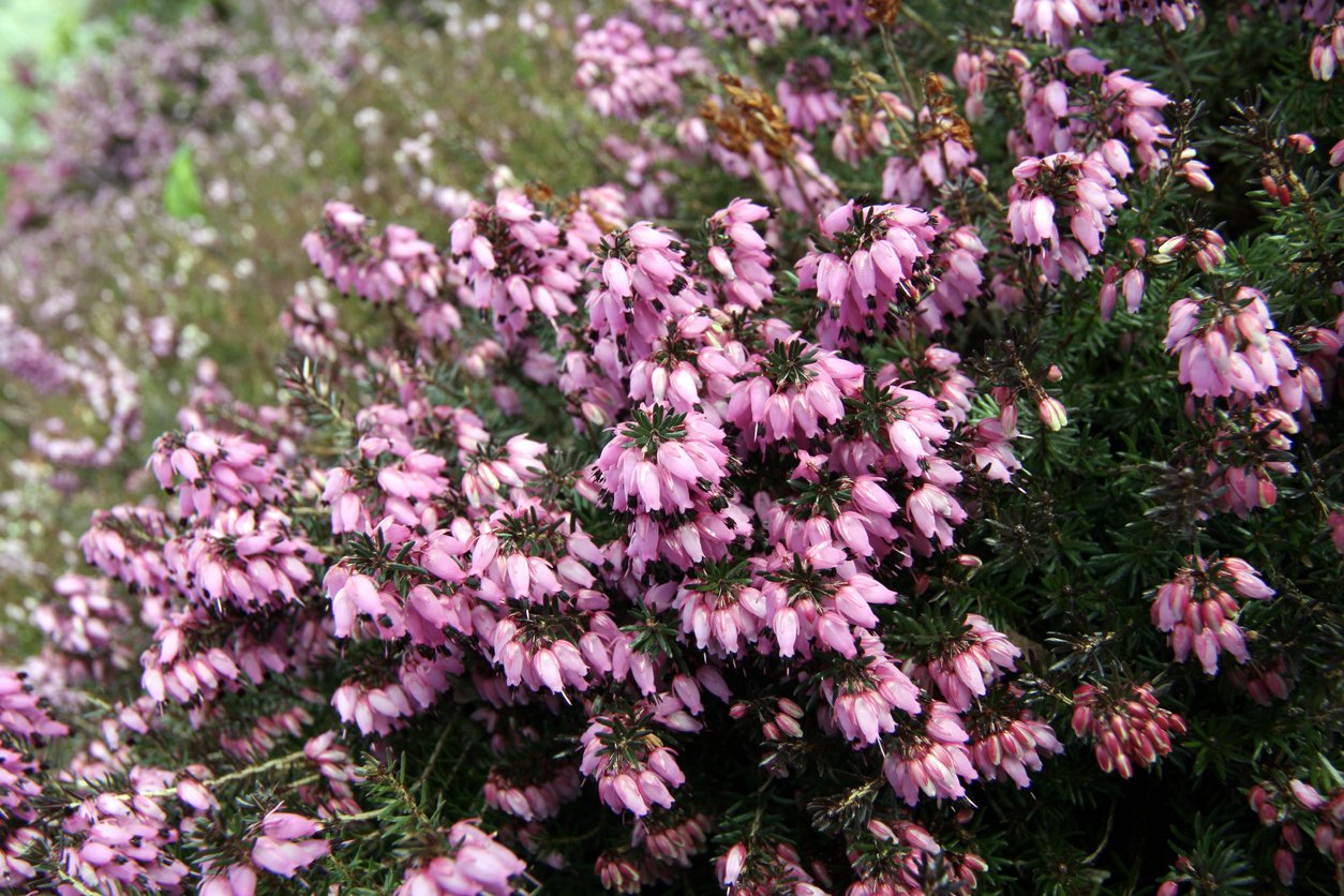 Wrzosiec krwisty PINK SPANGLES