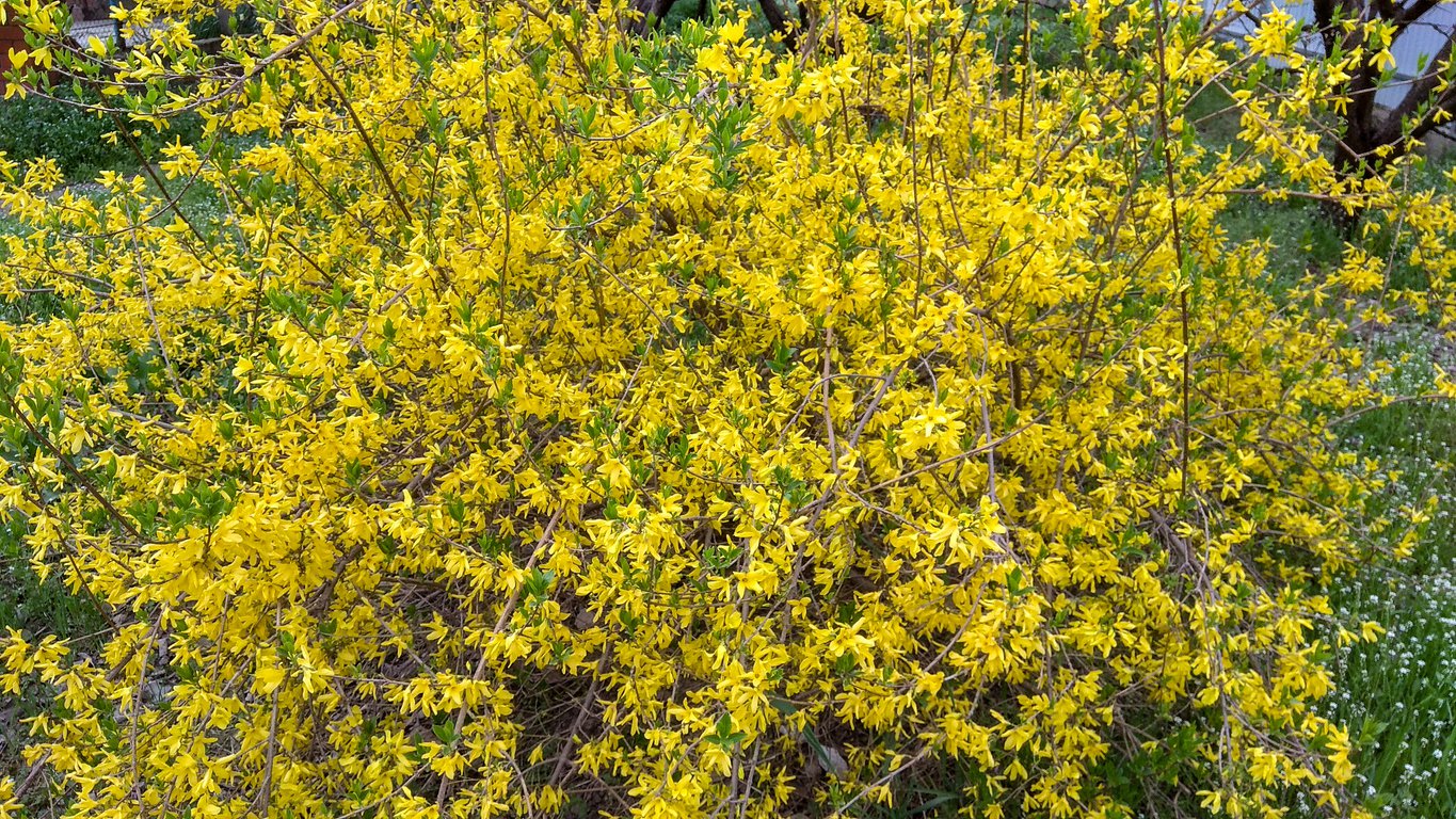 Forsycja zielona WEBER'S BRONX - 4