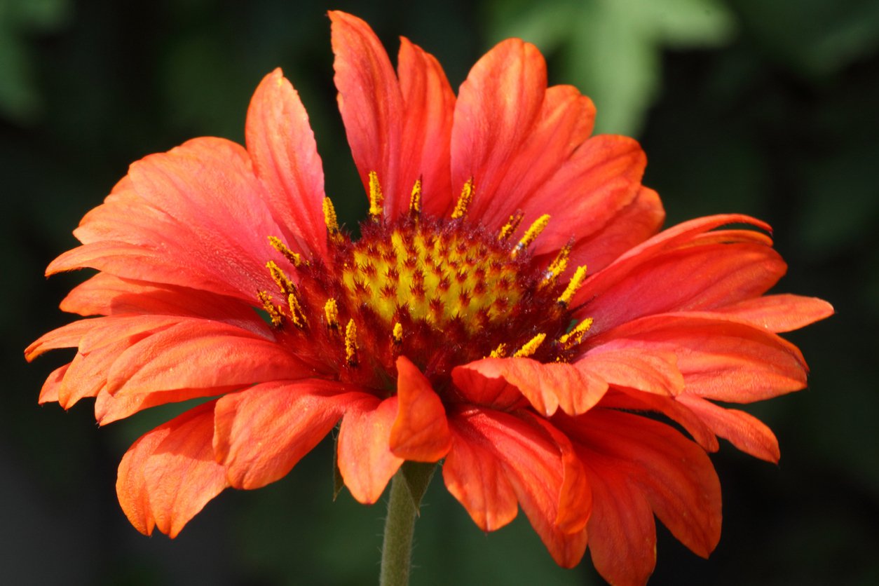 Gailardia SUNSET CELEBRATION