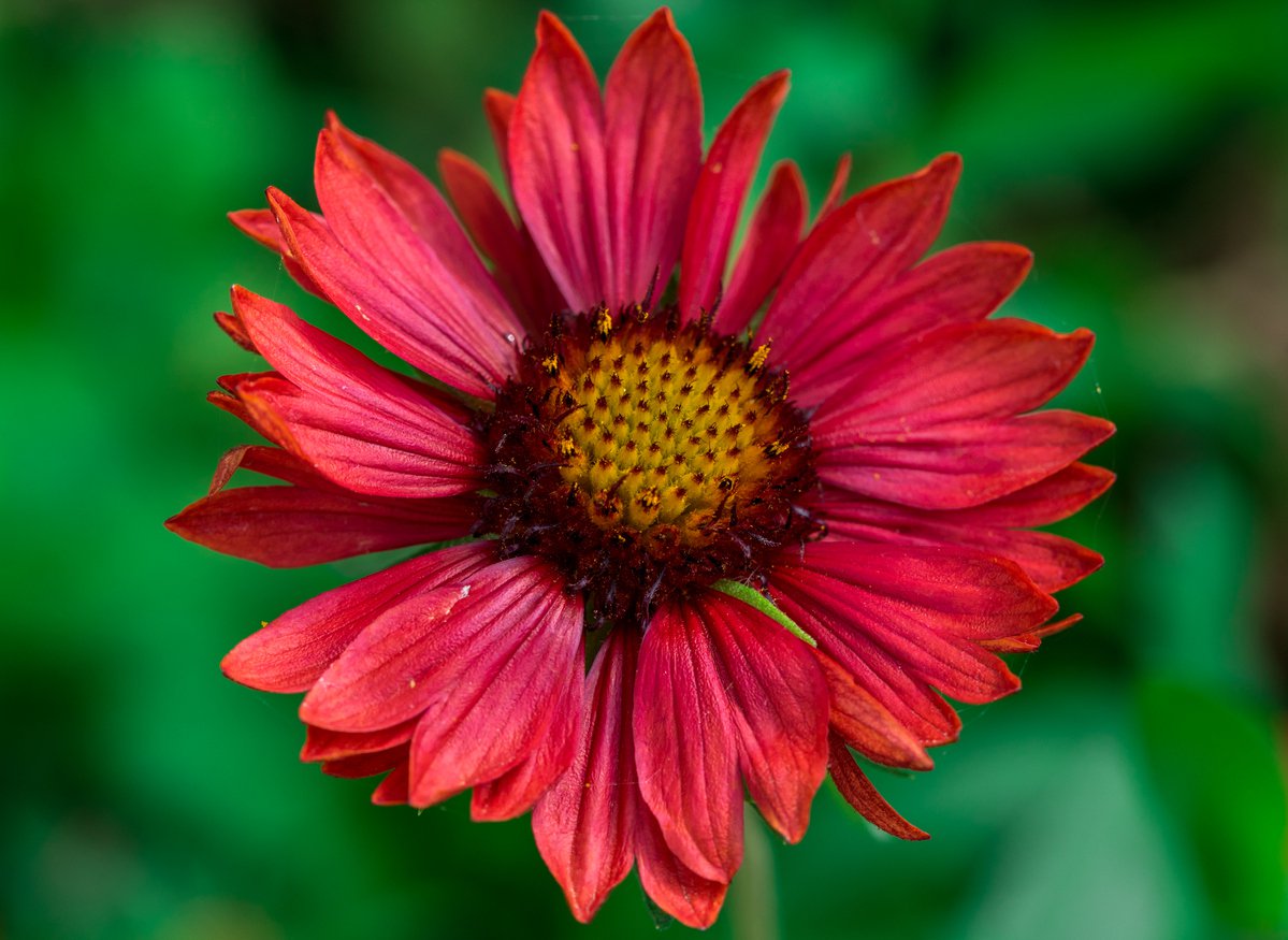 Gailardia SUNSET CELEBRATION - 3