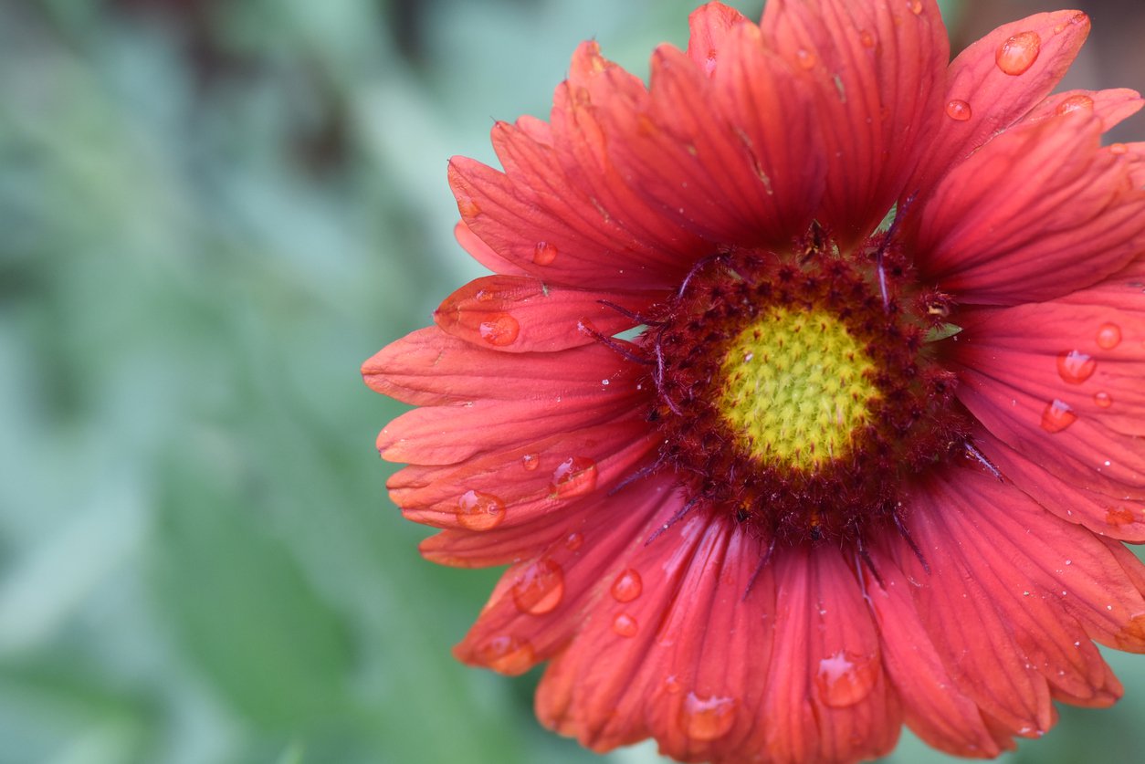 Gailardia SUNSET CELEBRATION - 4