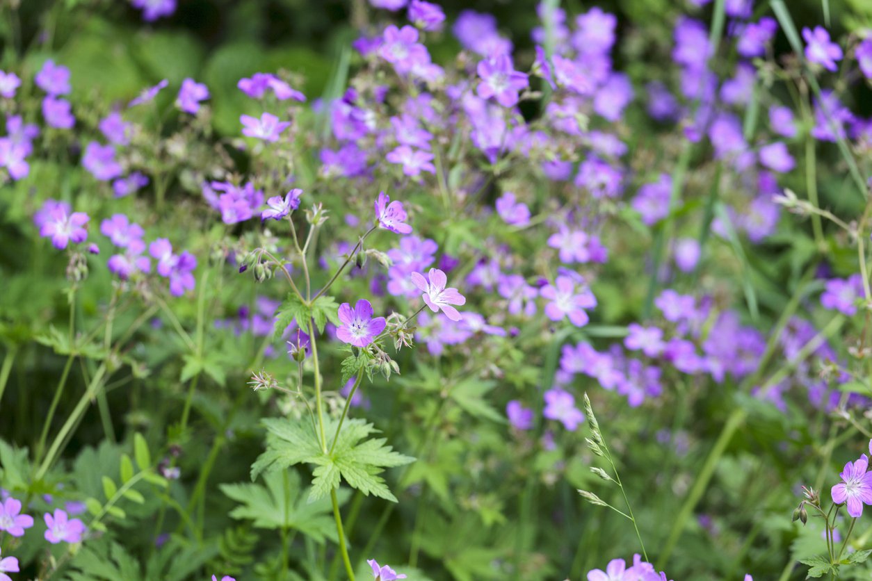 Bodziszek kantabryjski CAMBRIDGE - 2