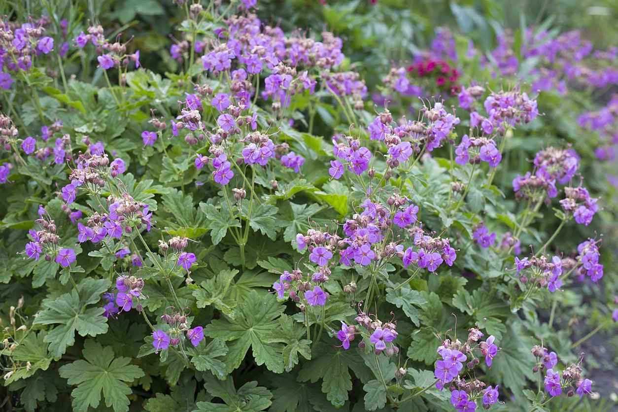 Bodziszek kantabryjski CAMBRIDGE - 3