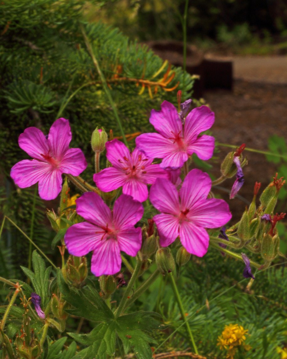 Bodziszek korzeniasty BEVAN'S VARIETY - 2