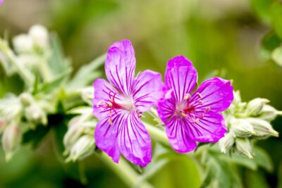 Bodziszek korzeniasty BEVAN'S VARIETY