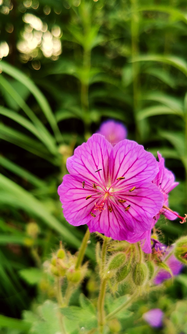 Bodziszek korzeniasty BEVAN'S VARIETY - 4