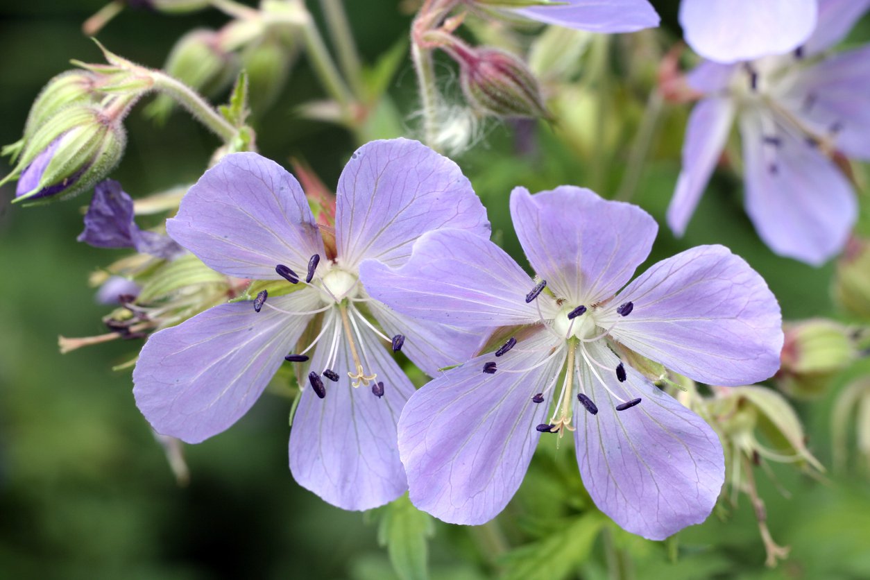 Bodziszek łąkowy CLOUD NINE
