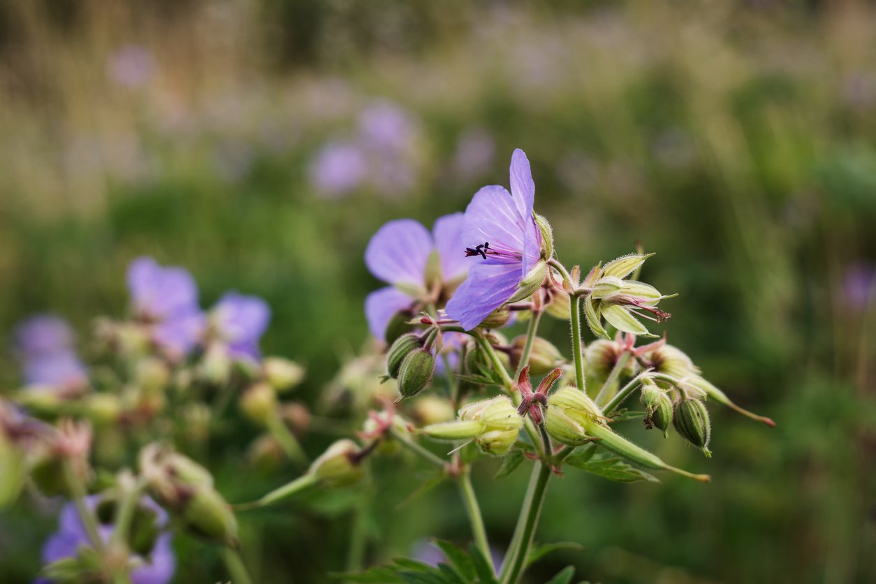 Bodziszek łąkowy CLOUD NINE - 3
