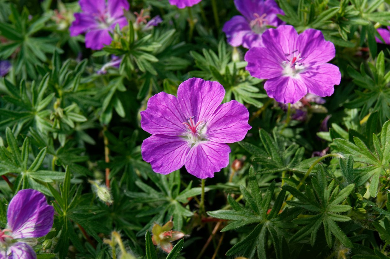 Bodziszek krwisty TINY MONSTER - 5