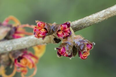 Oczar pośredni JELENA / KWITNIE W STYCZNIU