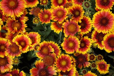 Dzielżan jesienny MARIACHI FUEGO