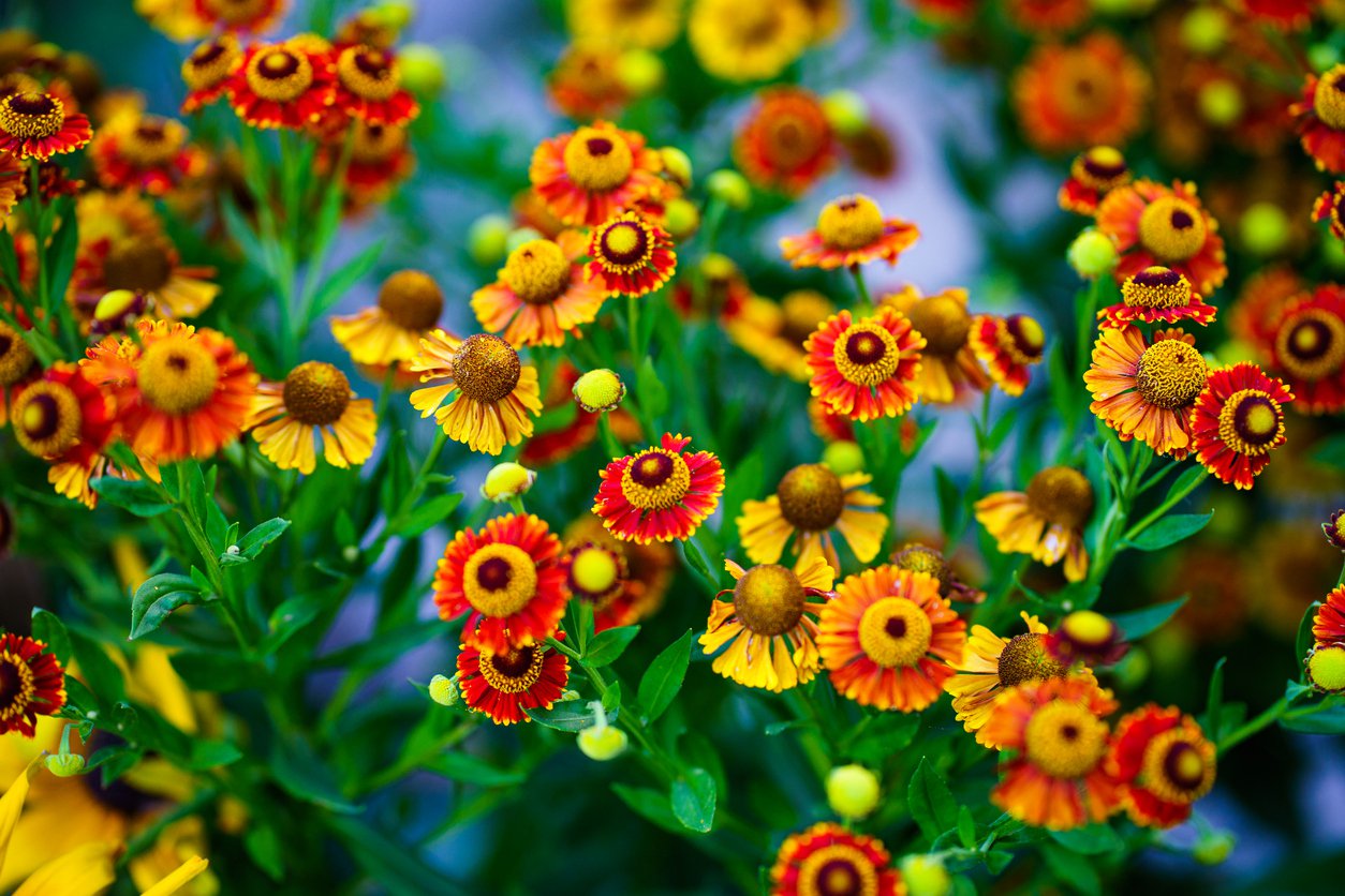 Dzielżan jesienny MARIACHI FUEGO - 4