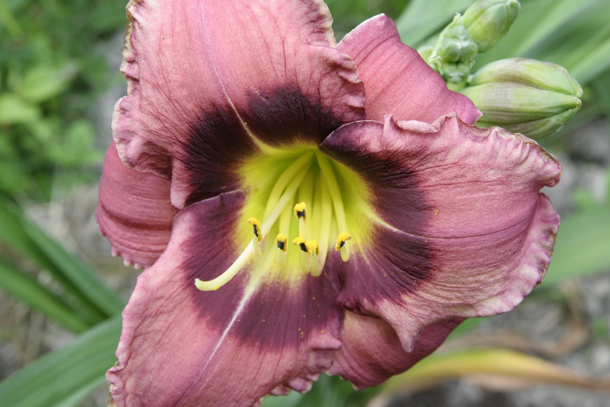 Liliowiec SIMMONS OVERTURE