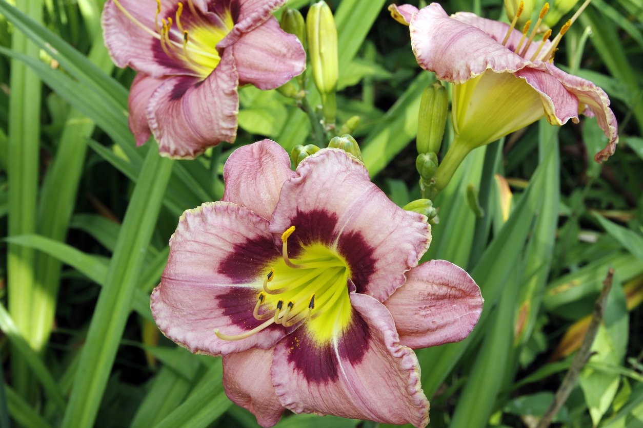 Liliowiec SIMMONS OVERTURE - 3