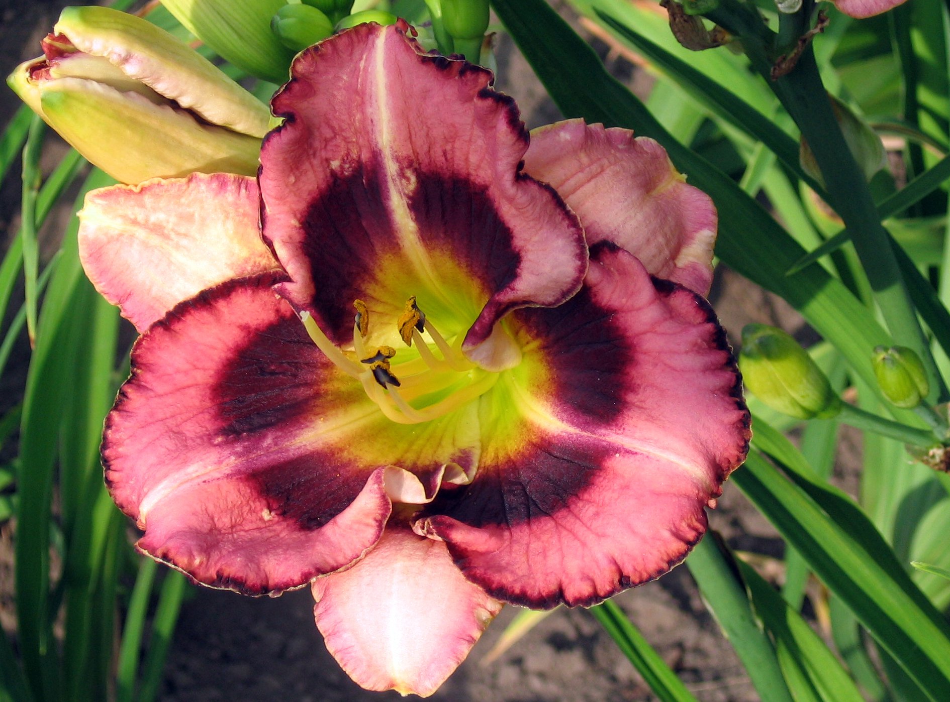 Liliowiec SIMMONS OVERTURE - 4