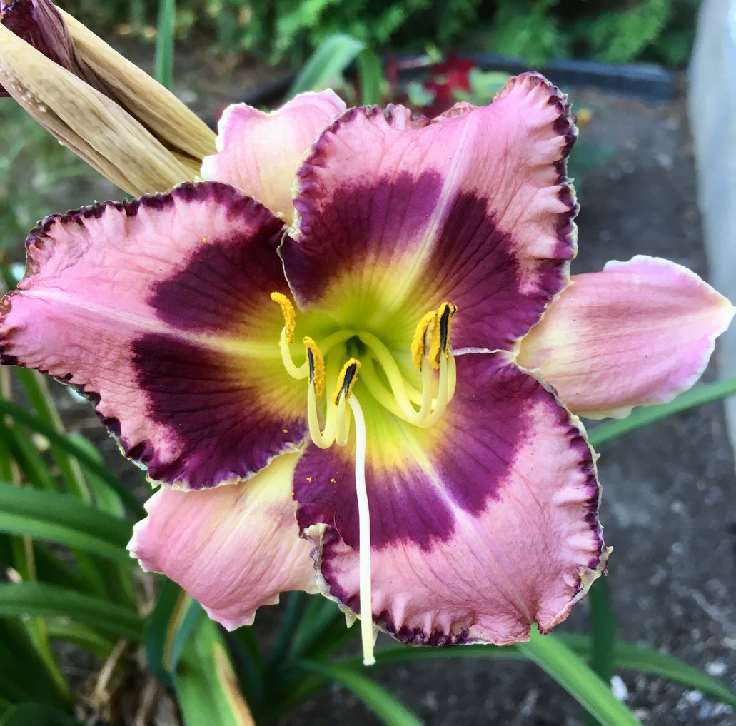 Liliowiec SIMMONS OVERTURE - 5