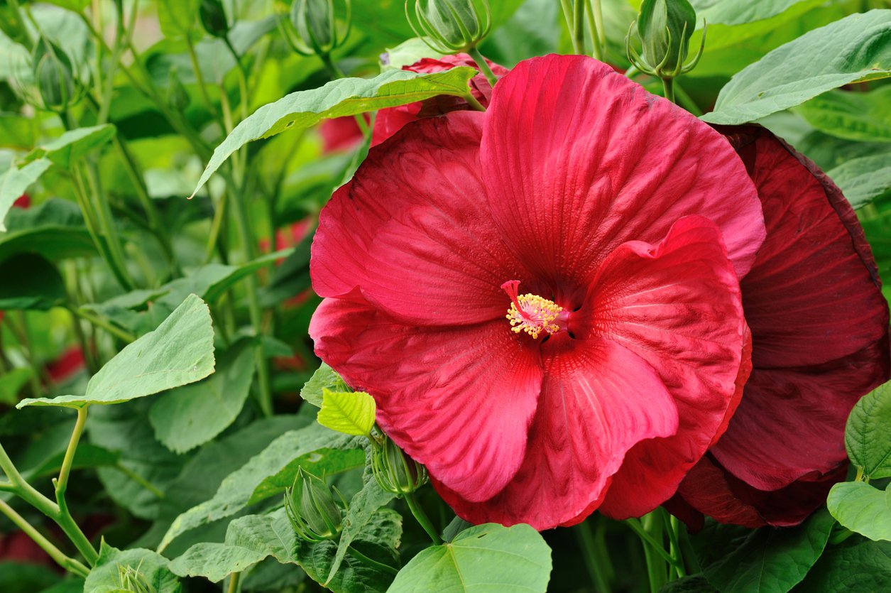 Hibiskus bylinowy JEAN RED - 2
