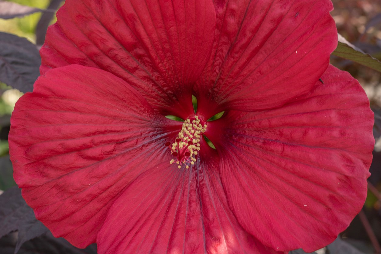 Hibiskus bylinowy JEAN RED - 3