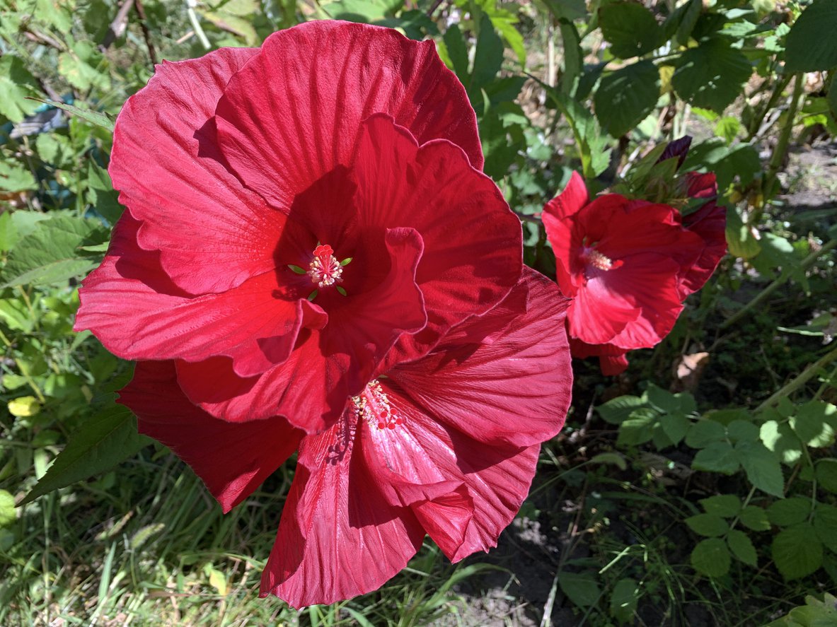 Hibiskus bylinowy JEAN RED - 4