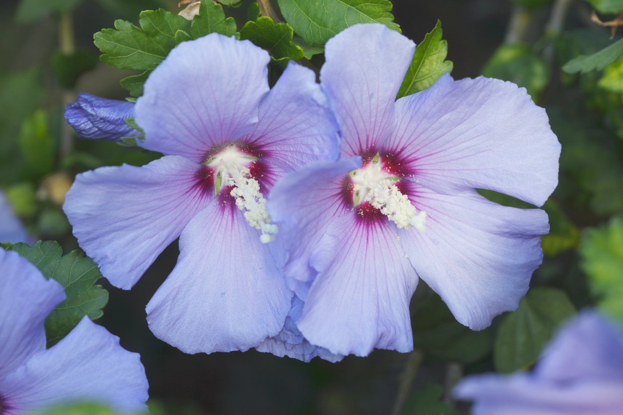 Hibiskus MARINA ketmia syryjska - 3