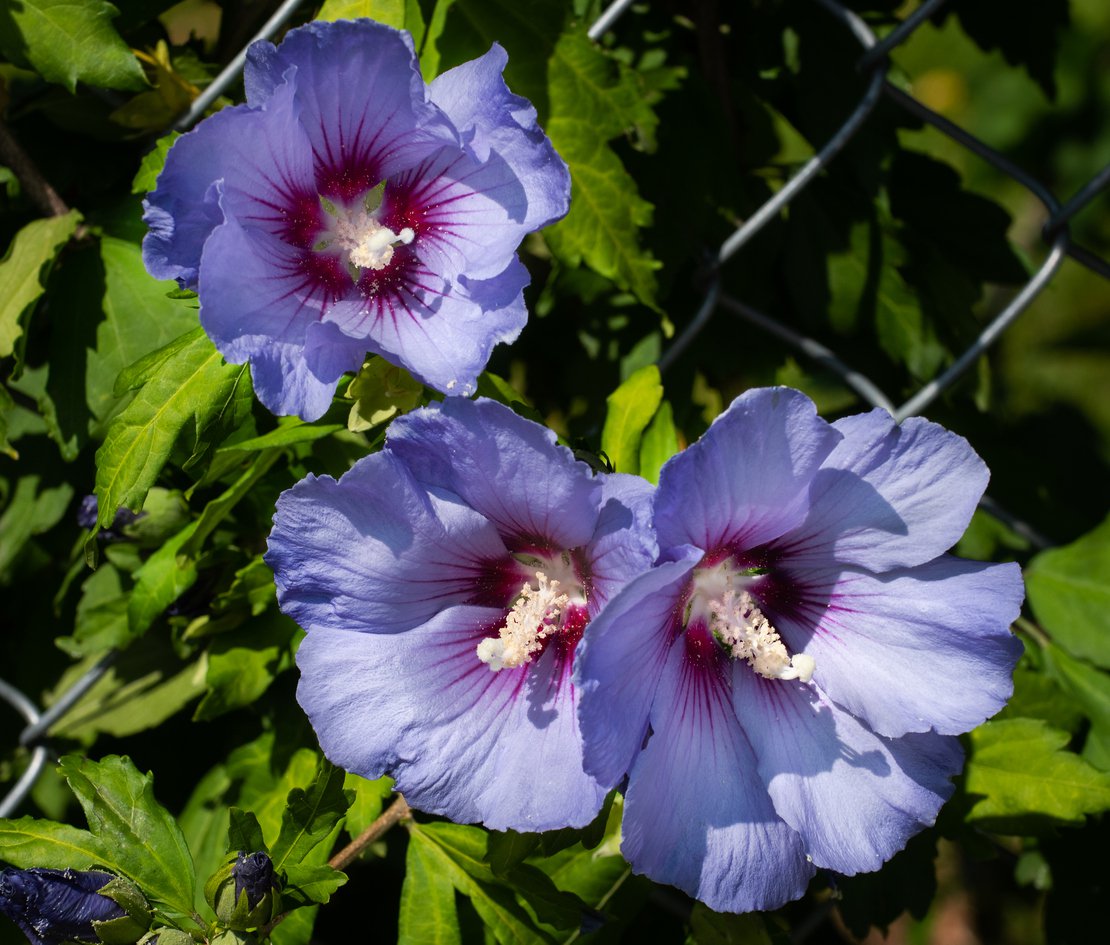 Hibiskus MARINA ketmia syryjska - 4