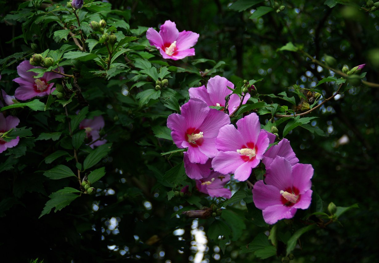 Hibiskus RUSSIAN VIOLET - 3