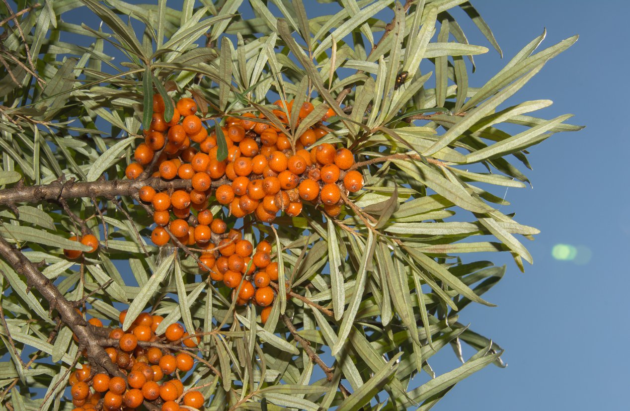 Rokitnik pospolity HERGO - 3