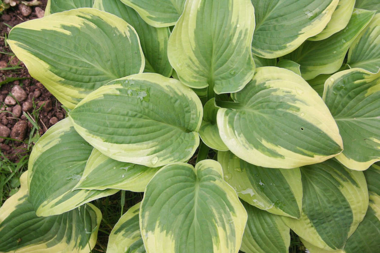 Funkia Hosta AUTUMN FROST - 2