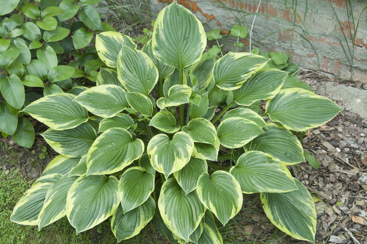 Funkia Hosta AUTUMN FROST - 3