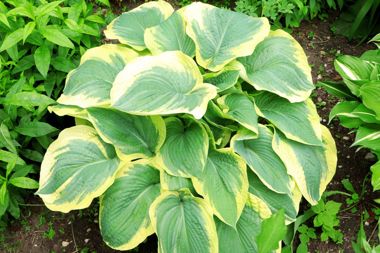 Funkia Hosta AUTUMN FROST